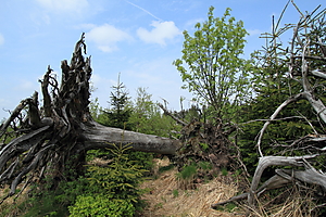 Schwarzwald