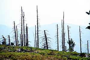 Schwarzwald