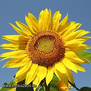 Sonnenblume